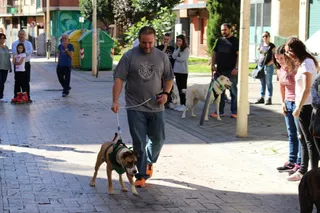 Desfile de perros