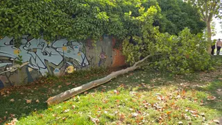 Árbol derribado.