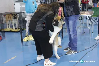 Akita (18)