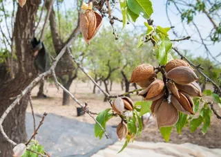 Almendros. Foto EP