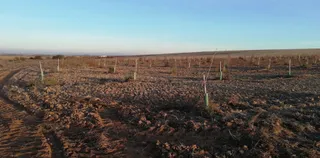 Campo de pistachos Salamanca