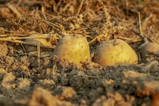Cultivo de patata, tierra, campo