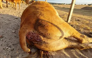 Vaca muerta afectada por la EHE en Zamayón. Foto de archivo