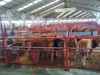 Lonja y mercado de ganados 18 de marzo 2024