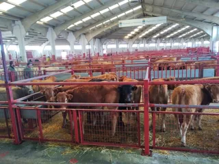 Lonja y mercado de ganados 18 de marzo 2024