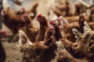 Gallinas. Foto de archivo