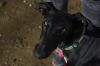 Siempre fiel a tu perro: 25 de diciembre de 2016