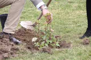 Myriam Rodríguez, participa en una plantación con motivo de la visita de la ‘Monitoring Expert’ dentro del proyecto LIFE Vía de la Plata. Archivo