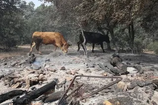 Incendio en la Sierra de la Culebra. Foto ICAL