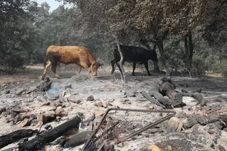 Incendio en la Sierra de la Culebra. Foto ICAL