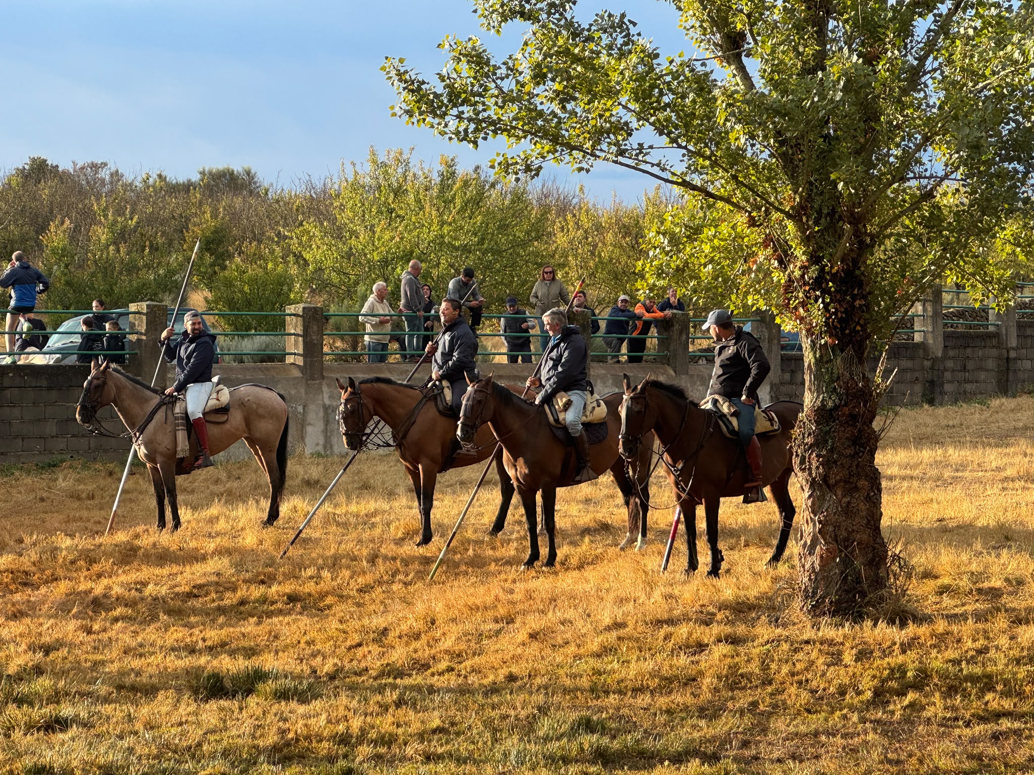 Encierro a Caballo De Novillos De La Campana En Aldead&aacute;vila De La Ribera. Salamanca24horas (6)