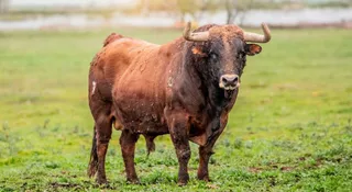 'Fragata' Toro Antruejo 2024, de la ganadería de Aldeanueva, sustituto de 'Jiraldillo'