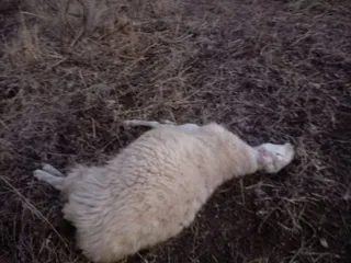 Oveja muerta lumbrales