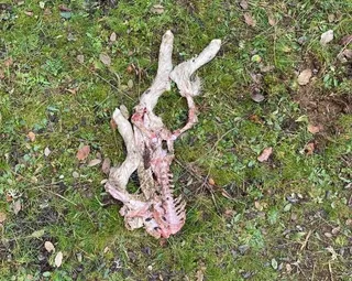 GALERÍA | Ataque de lobo en la explotación ganadera de Topas