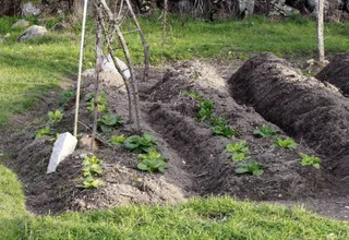 Agricultura, agricultor, agrícola, agrícolas, campo, campos, cultivos, cultivos, lechuga, lechugas, repollo, repollos, verdura, verduras, tierra, campo de cultivo