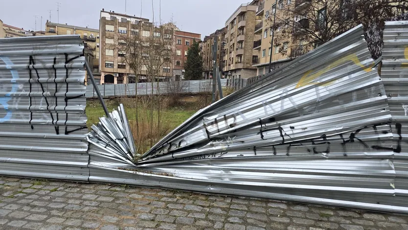 Cae un ciprés en la plaza de San Román