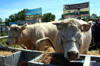 Feria Ganadera de Lumbrales (52)