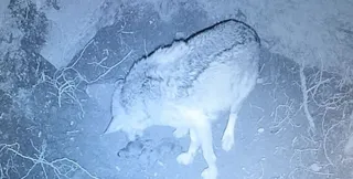 Nacen los tres primeros cachorros en el Centro del lobo ibérico de Castilla y León