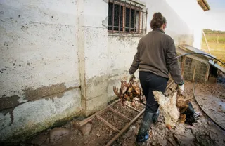 Una mujer retira sus gallinas ahogadas en el Cubo de Don Sancho. Vicente ICAL