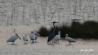 Grupo de garzas espátulas y azulada en el Azud de Riolobos. Imagen Ana María Herrero
