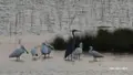 Grupo de garzas espátulas y azulada en el Azud de Riolobos. Imagen Ana María Herrero