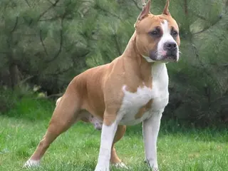 La Policía Local denuncia a los propietarios de dos perros por no llevar bozal