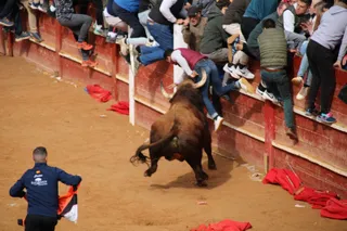 Momento de una de las cogida al maletilla Jerónimo Sandoval durante la capea del martes del Carnaval del Toro 2025. Fotos Salamanca24horas.com