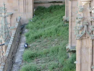 Catedral de Salamanca. Ciudadanos por la Defensa del Patrimonio.