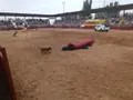 Un momento de la exhibición de la unidad canina del CMCC de Ávila en Salamaq