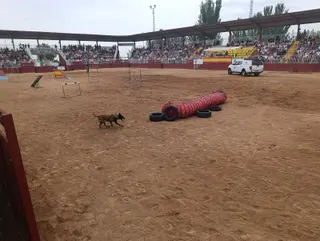 Un momento de la exhibición de la unidad canina del CMCC de Ávila en Salamaq