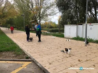 Gatos en La Aldehuela (10)