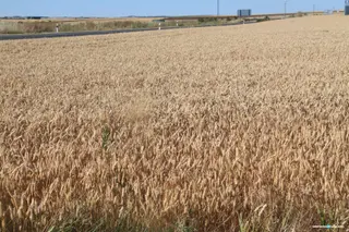 La producción agraria de Castilla y León aumenta un 10% con los cereales y el porcino como los sectores más pujantes