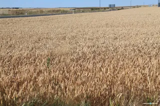 La producción agraria de Castilla y León aumenta un 10% con los cereales y el porcino como los sectores más pujantes