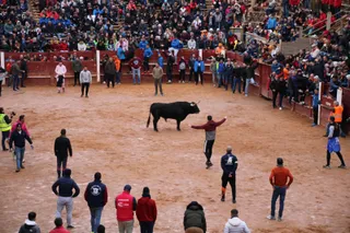 Toro del aguardiente en Ciudad Rodrigo. Carnaval 24 (17)