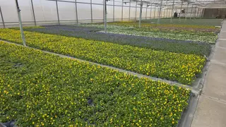 Los barrios de Salamanca se llenan de color gracias a 35.000 plantas de flor nuevas - Ayuntamiento de Salamanca
