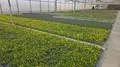 Los barrios de Salamanca se llenan de color gracias a 35.000 plantas de flor nuevas - Ayuntamiento de Salamanca