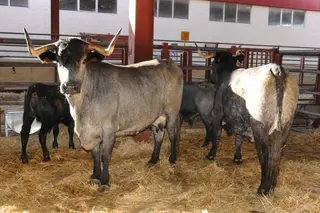 Carne de Morucha avanza hacia la nueva Marca de Garantía