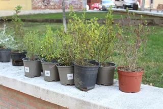 Plantación de "alcorques savios"