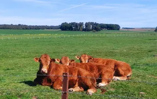 Vacas limusinas al sol. Foto SALAMANCA24HORAS