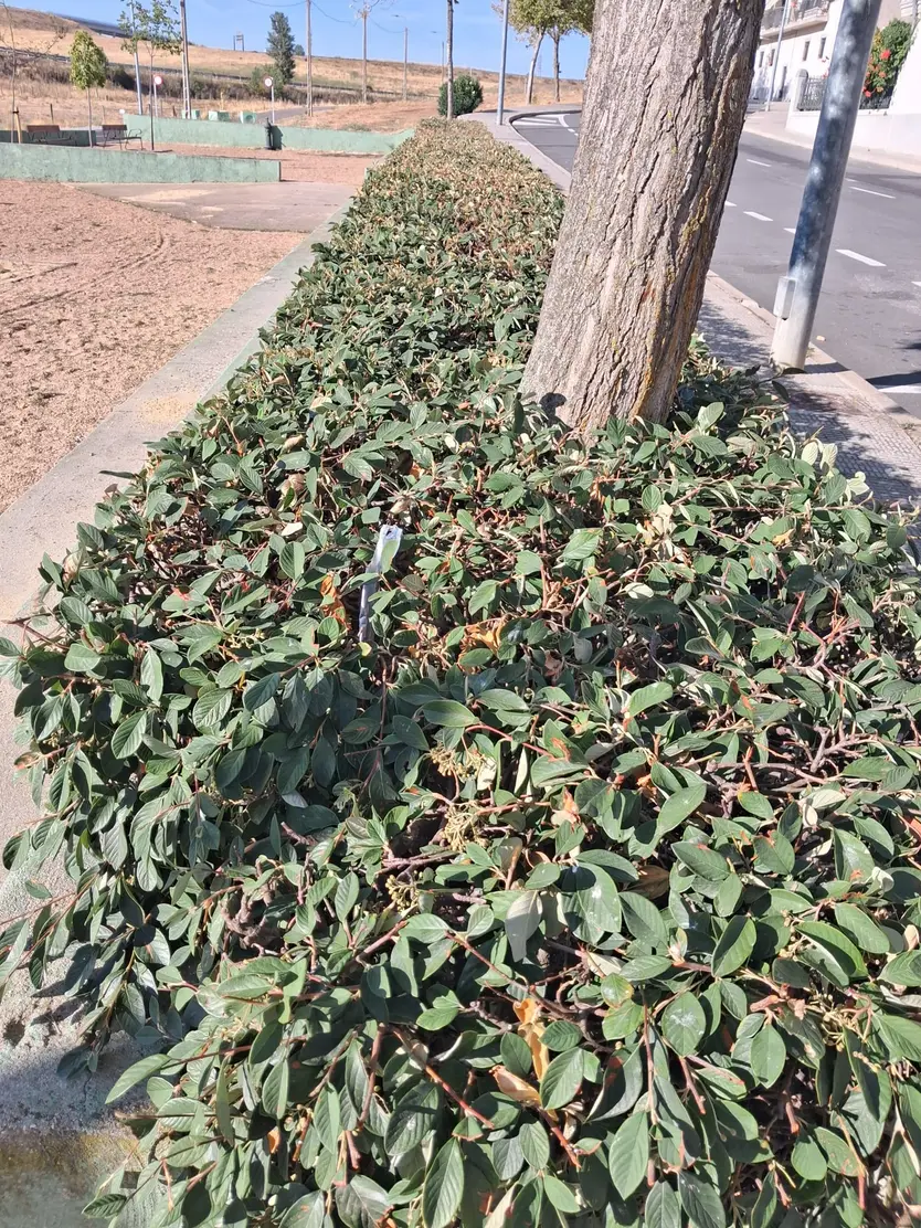 Los vecinos de Chamberí reclaman más limpieza y cuidados en sus calles y parques