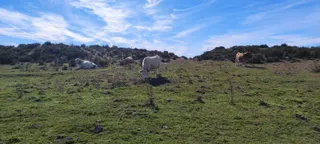 Vacas en el campo. Foto de archivo