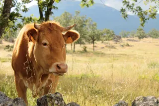 Vaca en el campo. Foto de archivo