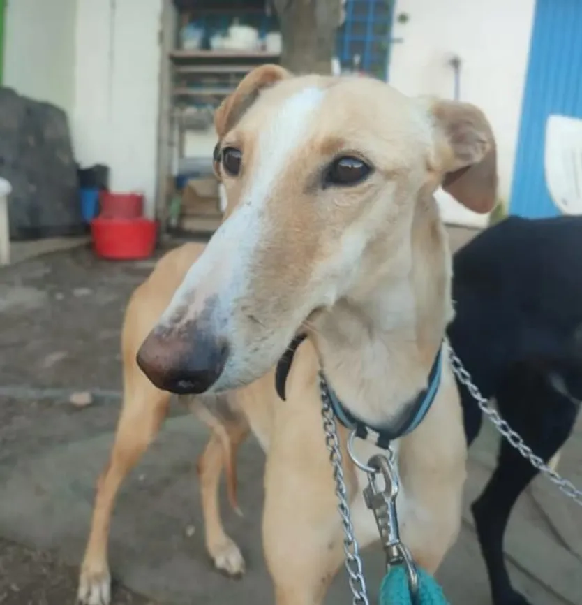 Perro de la protectora