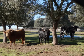 Ganadería Valdefresno (1)