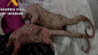 Pangolines muertos