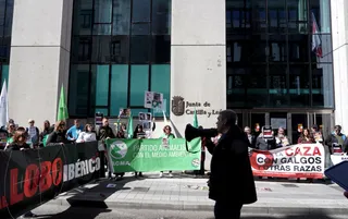 PACMA urge a la Junta a proteger al lobo ibérico frente a la presión ganadera