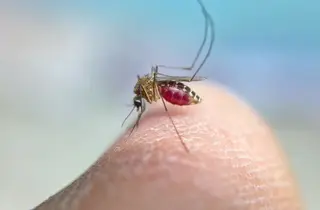 Mosquito Transmisor Del Virus Del Nilo Occidental. Prensa Europea