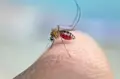 Mosquito Transmisor Del Virus Del Nilo Occidental. Prensa Europea