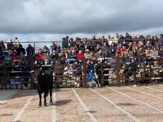 Suelta de vaquillas por el domingo de piñata en Ciudad Rodrigo, 9 de marzo de 2025 (3)