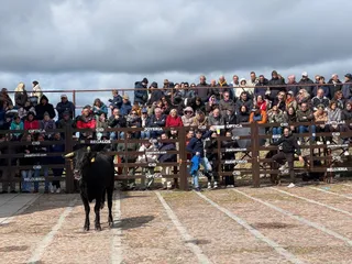 Suelta de vaquillas por el domingo de piñata en Ciudad Rodrigo, 9 de marzo de 2025 (3)